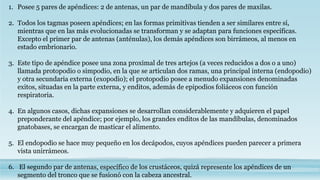 1. Posee 5 pares de apéndices: 2 de antenas, un par de mandíbula y dos pares de maxilas.
2. Todos los tagmas poseen apéndices; en las formas primitivas tienden a ser similares entre sí,
mientras que en las más evolucionadas se transforman y se adaptan para funciones específicas.
Excepto el primer par de antenas (anténulas), los demás apéndices son birrámeos, al menos en
estado embrionario.
3. Este tipo de apéndice posee una zona proximal de tres artejos (a veces reducidos a dos o a uno)
llamada protopodio o simpodio, en la que se articulan dos ramas, una principal interna (endopodio)
y otra secundaria externa (exopodio); el protopodio posee a menudo expansiones denominadas
exitos, situadas en la parte externa, y enditos, además de epipodios foliáceos con función
respiratoria.
4. En algunos casos, dichas expansiones se desarrollan considerablemente y adquieren el papel
preponderante del apéndice; por ejemplo, los grandes enditos de las mandíbulas, denominados
gnatobases, se encargan de masticar el alimento.
5. El endopodio se hace muy pequeño en los decápodos, cuyos apéndices pueden parecer a primera
vista unirrámeos.
6. El segundo par de antenas, específico de los crustáceos, quizá represente los apéndices de un
segmento del tronco que se fusionó con la cabeza ancestral.
 