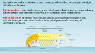 Los apéndices de los crustáceos, a pesar de su gran diversidad, responden a dos tipos
estructurales básicos:
Estenopodios: Son apéndices alargados, cilíndricos, robustos, con tegumento duro y
con sus artejos bien articulados entre sí. Son las típicas patas marchadoras.
Filopodios: Son apéndices foliáceos, aplanados, con tegumento delgado y con
articulaciones poco marcadas. Sus funciones principales son la natación y el
intercambio de gases.
 