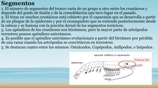 Segmentos
1. El número de segmentos del tronco varía de un grupo a otro entre los crustáceos y
depende del grado de fusión y de la consolidación que tuvo lugar en el pasado.
2. El tórax en muchos crustáceos está cubierto por el caparazón que se desarrolla a partir
de un pliegue de la epidermis y por el exoesqueleto que se extiende posteriormente desde
la cabeza y se fusiona con la porción dorsal de los segmentos torácicos.
3. Los apéndices de los crustáceos son birrámeos, pero la mayor parte de artrópodos
terrestres poseen apéndices unirrámeos.
4. Es posible que el apéndice unirrámeo evolucionara a partir del birrámeo por pérdida
de una rama cuando los artrópodos se convirtieron en terrestres.
5. Se destacan cuatro entre los mismos: Ostrácodos, Copépodos, Anfípodos, e Isópodos.
 