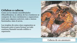 Céfalon o cabeza
Como en los demás mandibulados
(Mandibulata), la cabeza de los crustáceos se
compone de cinco metámeros o segmentos1
(seis para algunos autores), más o menos
fusionados, más el acron.
Los tergitos de estos cinco segmentos se
fusionan entre sí para formar un todo
continuo llamado escudo cefálico o
caparazón.
Cabeza de un anomuro
 