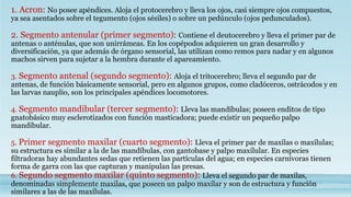1. Acron: No posee apéndices. Aloja el protocerebro y lleva los ojos, casi siempre ojos compuestos,
ya sea asentados sobre el tegumento (ojos sésiles) o sobre un pedúnculo (ojos pedunculados).
2. Segmento antenular (primer segmento): Contiene el deutocerebro y lleva el primer par de
antenas o anténulas, que son unirrámeas. En los copépodos adquieren un gran desarrollo y
diversificación, ya que además de órgano sensorial, las utilizan como remos para nadar y en algunos
machos sirven para sujetar a la hembra durante el apareamiento.
3. Segmento antenal (segundo segmento): Aloja el tritocerebro; lleva el segundo par de
antenas, de función básicamente sensorial, pero en algunos grupos, como cladóceros, ostrácodos y en
las larvas nauplio, son los principales apéndices locomotores.
4. Segmento mandibular (tercer segmento): Lleva las mandíbulas; poseen enditos de tipo
gnatobásico muy esclerotizados con función masticadora; puede existir un pequeño palpo
mandibular.
5. Primer segmento maxilar (cuarto segmento): Lleva el primer par de maxilas o maxílulas;
su estructura es similar a la de las mandíbulas, con gantobase y palpo maxilular. En especies
filtradoras hay abundantes sedas que retienen las partículas del agua; en especies carnívoras tienen
forma de garra con las que capturan y manipulan las presas.
6. Segundo segmento maxilar (quinto segmento): Lleva el segundo par de maxilas,
denominadas simplemente maxilas, que poseen un palpo maxilar y son de estructura y función
similares a las de las maxílulas.
 