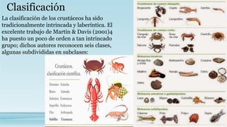 Clasificación
La clasificación de los crustáceos ha sido
tradicionalmente intrincada y laberíntica. El
excelente trabajo de Martin & Davis (2001)4
ha puesto un poco de orden a tan intrincado
grupo; dichos autores reconocen seis clases,
algunas subdivididas en subclases:
 