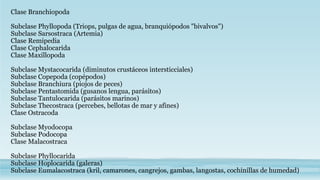 Clase Branchiopoda
Subclase Phyllopoda (Triops, pulgas de agua, branquiópodos "bivalvos")
Subclase Sarsostraca (Artemia)
Clase Remipedia
Clase Cephalocarida
Clase Maxillopoda
Subclase Mystacocarida (diminutos crustáceos intersticciales)
Subclase Copepoda (copépodos)
Subclase Branchiura (piojos de peces)
Subclase Pentastomida (gusanos lengua, parásitos)
Subclase Tantulocarida (parásitos marinos)
Subclase Thecostraca (percebes, bellotas de mar y afines)
Clase Ostracoda
Subclase Myodocopa
Subclase Podocopa
Clase Malacostraca
Subclase Phyllocarida
Subclase Hoplocarida (galeras)
Subclase Eumalacostraca (kril, camarones, cangrejos, gambas, langostas, cochinillas de humedad)
 