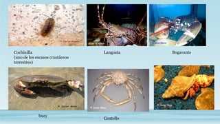 Cochinilla
(uno de los escasos crustáceos
terrestres)
Langosta Bogavante
buey
Centollo
 