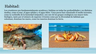 Habitad:
Los crustáceos son fundamentalmente acuáticos y habitan en todas las profundidades y en distintos
medios, como el mar, el agua salobre y el agua dulce. Unos pocos han colonizado el medio terrestre,
como la cochinilla de la humedad (isópodos). son uno de los grupos zoológicos con mayor éxito
biológico, tanto por el número de especies vivientes como por la diversidad de hábitats que
colonizan; dominan los mares, como los insectos dominan la tierra.
 