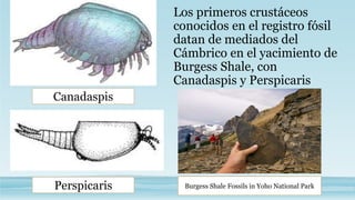 Los primeros crustáceos
conocidos en el registro fósil
datan de mediados del
Cámbrico en el yacimiento de
Burgess Shale, con
Canadaspis y Perspicaris
Canadaspis
Perspicaris Burgess Shale Fossils in Yoho National Park
 