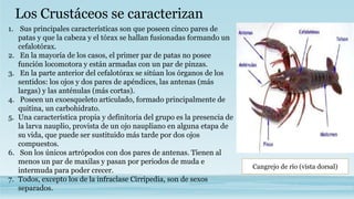 Los Crustáceos se caracterizan
1. Sus principales características son que poseen cinco pares de
patas y que la cabeza y el tórax se hallan fusionadas formando un
cefalotórax.
2. En la mayoría de los casos, el primer par de patas no posee
función locomotora y están armadas con un par de pinzas.
3. En la parte anterior del cefalotórax se sitúan los órganos de los
sentidos: los ojos y dos pares de apéndices, las antenas (más
largas) y las anténulas (más cortas).
4. Poseen un exoesqueleto articulado, formado principalmente de
quitina, un carbohidrato.
5. Una característica propia y definitoria del grupo es la presencia de
la larva nauplio, provista de un ojo naupliano en alguna etapa de
su vida, que puede ser sustituido más tarde por dos ojos
compuestos.
6. Son los únicos artrópodos con dos pares de antenas. Tienen al
menos un par de maxilas y pasan por periodos de muda e
intermuda para poder crecer.
7. Todos, excepto los de la infraclase Cirripedia, son de sexos
separados.
Cangrejo de río (vista dorsal)
 