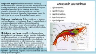 El aparato digestivo: es relativamente sencillo y
normalmente está formado por un tubo recto que recorre
el cuerpo del animal. Normalmente contiene un órgano
parecido a la molleja de las aves que actúa como
triturador digestivo. Algunos crustáceos también
disponen de un par de glándulas digestivas en forma de
espiral que se encargan de absorber los nutrientes.
El sistema circulatorio: de los crustáceos es abierto,
en el que la sangre es bombeada desde el corazón hasta el
hemocele. Algunos crustáceos tienen pigmentos
portadores de oxígeno como la hemocianina, mientras
que otros tienen hemoglobina. La respiración la realizan,
generalmente, mediante branquias.
El sistema nervioso: coincide con la mayoría de
artrópodos pero acostumbra a tener ganglios fusionados
en cada segmento de su cuerpo. En algunas especies se
pueden encontrar axones muy grandes especializados en
transmitir rápidamente la información. Los órganos
sensoriales más importantes de estos animales son los
ojos, los estatolitos y los pelos sensoriales. Los ojos de los
adultos suelen ser compuestos, laterales y en algunos
casos con movimiento. Los estatocistos se ocupan del
equilibrio y posición y los pelos sensoriales tienen función
táctil y quimiorreceptora.
 