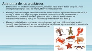 Anatomía de los crustáceos
1. El tamaño de los crustáceos es muy variable, oscilando entre menos de 100 μm y los 4 m de
envergadura (cangrejo araña del Japón, Macrocheira kaempferi).1
2. El cuerpo está formado por un número variable de metámeros o segmentos intercalados entre el
acron y el telson, más de 50 en grupos primitivos como cefalocáridos, diplostráceos y
notostráceos; la tendencia evolutiva general es hacia la pérdida de metámeros; los
malacostráceos tienen 19 o 20, y los cladóceros y ostrácodos no más de 10.3
3. El cuerpo está dividido normalmente en tres Tagmas o regiones: céfalon (cabeza), pereion
(tórax) y pleon (o abdomen), aunque normalmente los primeros segmentos del tórax se unen a la
cabeza formando lo que se conoce como cefalotórax.
 