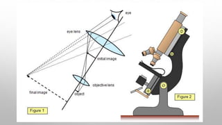 compound microscope | PPT