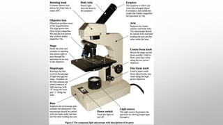 compound microscope | PPTX