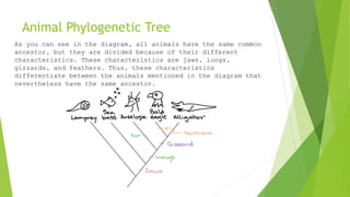 Animal Phylogenetic Tree
As you can see in the diagram, all animals have the same common
ancestor, but they are divided because of their different
characteristics. These characteristics are jaws, lungs,
gizzards, and feathers. Thus, these characteristics
differentiate between the animals mentioned in the diagram that
nevertheless have the same ancestor.
 