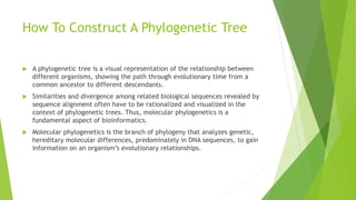 How To Construct A Phylogenetic Tree
 A phylogenetic tree is a visual representation of the relationship between
different organisms, showing the path through evolutionary time from a
common ancestor to different descendants.
 Similarities and divergence among related biological sequences revealed by
sequence alignment often have to be rationalized and visualized in the
context of phylogenetic trees. Thus, molecular phylogenetics is a
fundamental aspect of bioinformatics.
 Molecular phylogenetics is the branch of phylogeny that analyzes genetic,
hereditary molecular differences, predominately in DNA sequences, to gain
information on an organism’s evolutionary relationships.
 