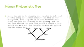 Human Phylogenetic Tree
 As you can see in the diagram, every species or individual
(in this case) has a common ancestor, and that is your
grandparent. Then it splits up into two branches: your
parent and your aunt (sibling of your parent). And then
you, your sibling, and your cousins have a unique history
because you were born from different parents yet have the
same and common ancestor as your grandparent.
 