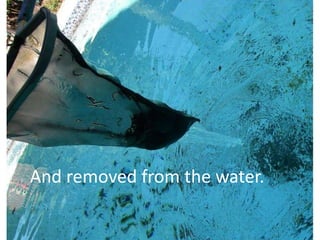 And removed from the water.
 