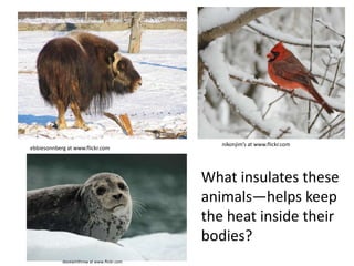 ebbiesonnberg at www.flickr.com
nikonjim’s at www.flickr.com
davewinthrow at www.flickr.com
What insulates these
animals—helps keep
the heat inside their
bodies?
 