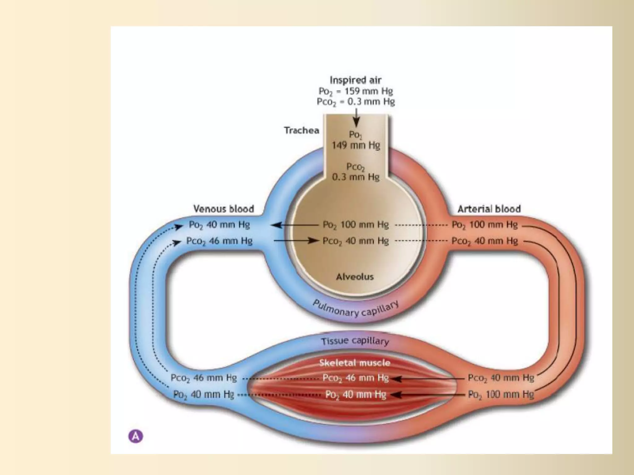 Respiratory #2, Gas Transport - Physiology | PPTX