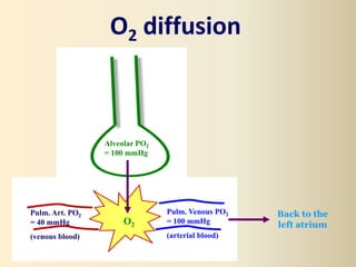 O2 Diffusion Limitation Respiratory #2, Gas Transport - Physiology | PPTX