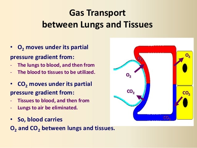 Respiratory #2, Gas Transport - Physiology