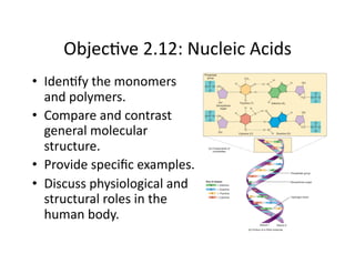 Objec&ve 2.12: Nucleic Acids 
•  Iden&fy the monomers 
   and polymers. 
•  Compare and contrast 
   general molecular 
   structure. 
•  Provide speciﬁc examples. 
•  Discuss physiological and 
   structural roles in the 
   human body. 
 