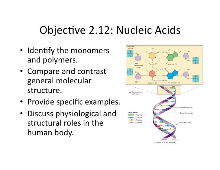Nucleic Acid Monomer Structure