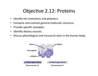 Objec&ve 2.12: Proteins 
•    Iden&fy the monomers and polymers. 
•    Compare and contrast general molecular structure. 
•    Provide speciﬁc examples. 
•    Iden&fy dietary sources.  
•    Discuss physiological and structural roles in the human body. 
 