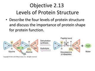 Objective 2.13  Levels of Protein Structure ,[object Object]