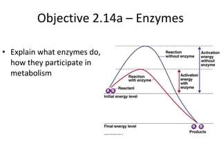 Objective 2.14a – Enzymes ,[object Object]