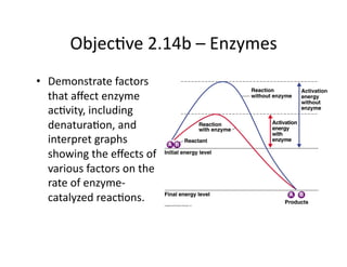 Objective 2.14b – Enzymes ,[object Object]