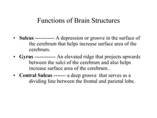 Functions of Brain Structures Sulcus  ----------- A depression or groove in the surface of  the cerebrum that helps increase surface area of the  cerebrum. Gyrus  ------------ An elevated ridge that projects upwards  between the sulci of the cerebrum and also helps  increase surface area of the cerebrum.. Central Sulcus  ------- a deep groove  that serves as a  dividing line between the frontal and parietal lobe. 