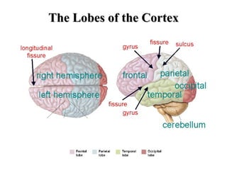 The Lobes of the Cortex 