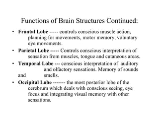 Functions of Brain Structures Continued: Frontal Lobe  ----- controls conscious muscle action,  planning for movements, motor memory, voluntary  eye movements. Parietal Lobe  ----- Controls conscious interpretation of  sensation from muscles, tongue and cutaneous areas. Temporal Lobe  --- conscious interpretation of  auditory  and olfactory sensations. Memory of sounds and  smells. Occipital Lobe  ------- the most posterior lobe of the  cerebrum which deals with conscious seeing, eye  focus and integrating visual memory with other  sensations. 