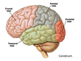 Cerebrum 
