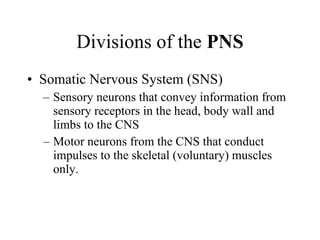Divisions of the  PNS Somatic Nervous System (SNS) Sensory neurons that convey information from sensory receptors in the head, body wall and limbs to the CNS Motor neurons from the CNS that conduct impulses to the skeletal (voluntary) muscles only. 
