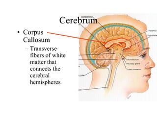 Cerebrum Corpus Callosum Transverse fibers of white matter that connects the cerebral hemispheres 