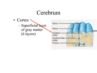Cerebrum Cortex Superficial layer of gray matter  (6 layers) 