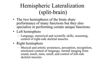 Hemispheric Lateralization  (split-brain) The two hemispheres of the brain share performance of many functions but they also specialize in performing certain unique functions. Left hemisphere Language, numerical and scientific skills, reasoning, control of right-side skeletal muscles Right hemisphere Musical and artistic awareness, perception, recognition, emotional content of language, mental imaging from sound, touch, taste, smell, and control of left-side skeletal muscles 