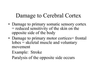 Damage to Cerebral Cortex Damage to primary somatic sensory cortex = reduced sensitivity of the skin on the opposite side of the body Damage to primary motor cortices= frontal lobes = skeletal muscle and voluntary movement Example:  Stroke Paralysis of the opposite side occurs 