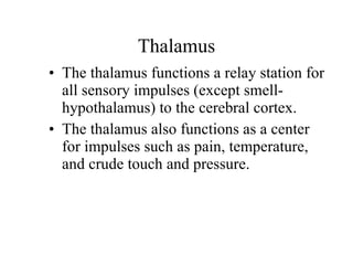 Thalamus The thalamus functions a relay station for all sensory impulses (except smell-hypothalamus) to the cerebral cortex.  The thalamus also functions as a center for impulses such as pain, temperature, and crude touch and pressure. 