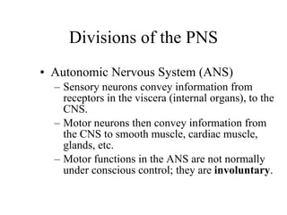 Divisions of the PNS Autonomic Nervous System (ANS) Sensory neurons convey information from receptors in the viscera (internal organs), to the CNS. Motor neurons then convey information from the CNS to smooth muscle, cardiac muscle, glands, etc.  Motor functions in the ANS are not normally under conscious control; they are  involuntary . 