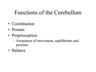 Functions of the Cerebellum Coordination Posture Proprioception  Awareness of movement, equilibrium and position Balance 
