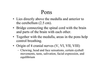 Pons Lies directly above the medulla and anterior to the cerebellum (2.5 cm). Bridge connecting the spinal cord with the brain and parts of the brain with each other.  Together with the medulla, areas in the pons help control breathing. Origin of 4 cranial nerves (V, VI, VII, VIII) Chewing, head and face sensations, certain eyeball movements, taste, salivation, facial expression, and equilibrium 