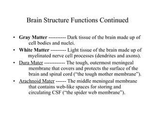 Brain Structure Functions Continued Gray Matter  ---------- Dark tissue of the brain made up of  cell bodies and nuclei. White Matter  --------- Light tissue of the brain made up of  myelinated nerve cell processes (dendrites and axons). Dura Mater  ------------ The tough, outermost meningeal  membrane that covers and protects the surface of the  brain and spinal cord (“the tough mother membrane”). Arachnoid Mater  ------ The middle meningeal membrane  that contains web-like spaces for storing and  circulating CSF (“the spider web membrane”). 