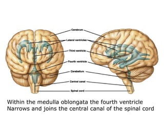 Within the medulla oblongata the fourth ventricle Narrows and joins the central canal of the spinal cord 