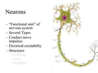 Neurons “Functional unit” of nervous system Several Types Conduct nerve impulses Electrical excitability  Structures Cell body Axon Dendrites 