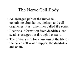 The Nerve Cell Body An enlarged part of the nerve cell containing abundant cytoplasm and cell organelles. It is sometimes called the soma. Receives information from dendrites  and sends messages out through the axon. The primary site for maintaining the life of the nerve cell which support the dendrites and axon. 