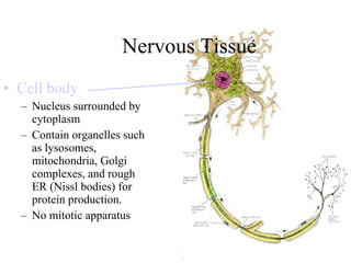 Nervous Tissue Cell body Nucleus surrounded by cytoplasm Contain organelles such as lysosomes, mitochondria, Golgi complexes, and rough ER (Nissl bodies) for protein production. No mitotic apparatus 