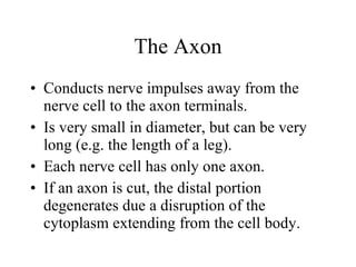 The Axon Conducts nerve impulses away from the nerve cell to the axon terminals. Is very small in diameter, but can be very long (e.g. the length of a leg). Each nerve cell has only one axon. If an axon is cut, the distal portion degenerates due a disruption of the cytoplasm extending from the cell body. 