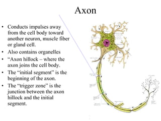 Axon Conducts impulses away from the cell body toward another neuron, muscle fiber or gland cell. Also contains organelles “ Axon hillock – where the axon joins the cell body. The “initial segment” is the beginning of the axon. The “trigger zone” is the junction between the axon hillock and the initial segment.  