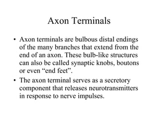 Axon Terminals Axon terminals are bulbous distal endings of the many branches that extend from the end of an axon. These bulb-like structures can also be called synaptic knobs, boutons or even “end feet”. The axon terminal serves as a secretory component that releases neurotransmitters in response to nerve impulses. 
